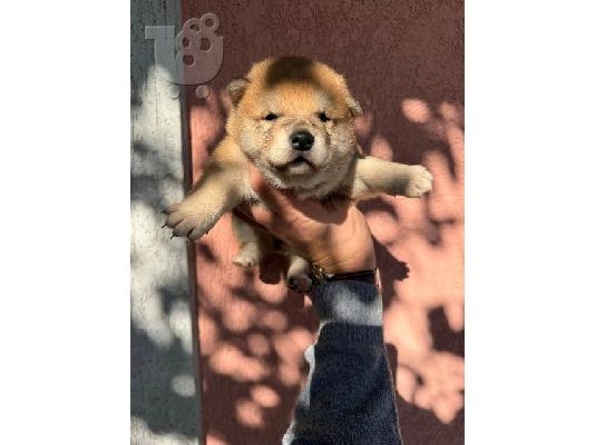 PoulaTo: Shiba Inu TOP κουτάβια